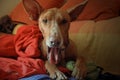 Close-up of a yawning dog Royalty Free Stock Photo