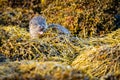 Close up of yawning European Otter Lutra lutra Royalty Free Stock Photo