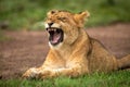 Close-up of yawning lion cub on grass Royalty Free Stock Photo