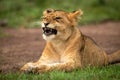 Close-up of yawning lion cub lying down Royalty Free Stock Photo