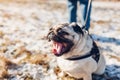 Close up of yawning pug dog in snowy winter park walking on leash. Portrait of pet`s muzzle Royalty Free Stock Photo