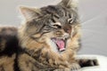 Yawning tabby cat, showing tongue and teeth Royalty Free Stock Photo