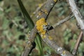 close-up: yelloe lichen on the branches of a tree