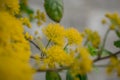 Close up of yellow acacia mimosa trees on the nature Royalty Free Stock Photo