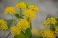 Close up of yellow acacia mimosa trees on the nature Royalty Free Stock Photo