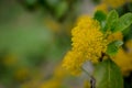 Close up of yellow acacia mimosa trees on the nature Royalty Free Stock Photo