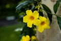 Close up of yellow Allamanda cathartica. Bright yellow flower in the garden. Golden trumpet with green leaves. Flower background Royalty Free Stock Photo