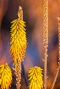 Close up of yellow Aloe Vear flowers Royalty Free Stock Photo