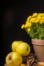Close-up of yellow apples on wooden board, autumn leaves and pot with yellow chrysanthemum, black background Royalty Free Stock Photo