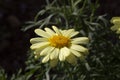 Close up of a yellow Argyranthemum flower Royalty Free Stock Photo