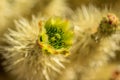 Close-up Yellow Arizona Cactus Flower Royalty Free Stock Photo