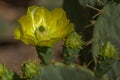 Close-up of Yellow Arizona Desert Cactus Flower Royalty Free Stock Photo