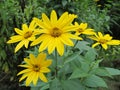 Close up of yellow arnica sunflower bloom Royalty Free Stock Photo