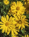 Close up of yellow arnica sunflower bloom Royalty Free Stock Photo