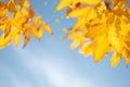 Close-up yellow ash tree leaves on tree against blue sky. Autumn fall background. Colorful foliage Royalty Free Stock Photo