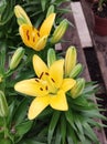 Close-up of yellow Asian lily flowers Lilium Hybrid. Royalty Free Stock Photo