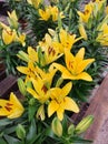 Close-up of yellow Asian lily flowers Lilium Hybrid. Royalty Free Stock Photo