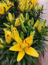 Close-up of yellow Asian lily flowers Lilium Hybrid. Royalty Free Stock Photo