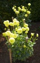 Close up of yellow asteraceae dahlia Pompom flowers in blooming. Autumn plants. Royalty Free Stock Photo