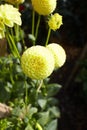 Close up of yellow asteraceae dahlia Pompom flowers in blooming. Autumn plants. Royalty Free Stock Photo