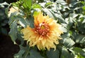 Close up of yellow asteraceae dahlia \