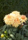 Close up of yellow asteraceae dahlia \