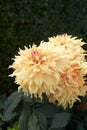 Close up of yellow asteraceae dahlia \