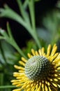 Close up of a yellow Australian native broad-leaf drumstick flower, Isopogon anemonifolius