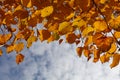 Close up yellow autumn linden lime tree leaves