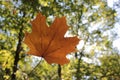 Close-up of yellow autumn maple leave against the sun. Hello autumn concept