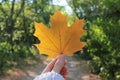 Close-up of yellow autumn maple leave in hand on trees background. Hello autumn concept Royalty Free Stock Photo