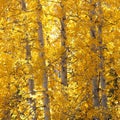 Close up of yellow autumn trees near June Lake, California