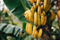 Close-up yellow bananas on plants in plantation Royalty Free Stock Photo