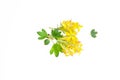 Close up of yellow barberry flowers isolated on white