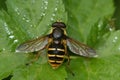 Close up the Yellow barred peat hover fly, Sericomyia silentis, Syrphidae, with spread wings on a green leaf Royalty Free Stock Photo