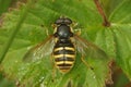 Close up the Yellow barred peat hover fly, Sericomyia silentis, Syrphidae, with spread wings on a green leaf