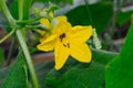 a yellow beautiful cucumber flower, ants crawl inside it
