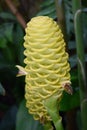 Close up Yellow Beehive Ginger - Zingiber spectabile. Royalty Free Stock Photo