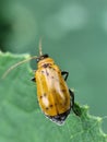 Close-up of a yellow beetle with black spots on a green leaf. Royalty Free Stock Photo