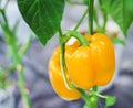 Yellow bell pepper growing in organic vegetable farm Royalty Free Stock Photo