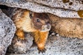 Close up of Yellow-bellied marmot