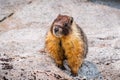 Close up of Yellow-bellied marmot sitting on a rock