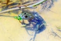 Yellow-bellied toad Bombina variegata Royalty Free Stock Photo