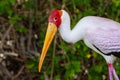 Close up of a Yellow-Billed Stork mycteria ibis white feathers, large yellow beak, and red head from Africa Royalty Free Stock Photo