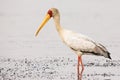 Close up of yellow-billed stork in water