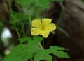 Close up of a yellow bitter gourd flower with a leaf