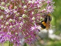 Close-Up Macro of Yellow and Black Bumble Bee on Purple bulbous allium flower Royalty Free Stock Photo