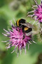 Close-up of yellow and black bumblebee Bombus lucorum Caucasus Royalty Free Stock Photo