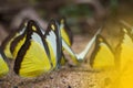 Close up of yellow and black butterflies feeding on ground. view Royalty Free Stock Photo