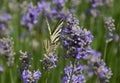 Close up of yellow and black butterfly on a lavender field Royalty Free Stock Photo